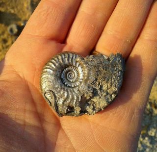 French Pyrite Ammonite - - Maconiceras Soloniacense - - 45mm - - Jurassic