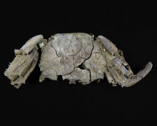 106 Mm Female Fossil Crab,  “macrompthalus Latrielli” From Queensland
