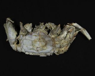 106 mm FEMALE FOSSIL CRAB,  “macrompthalus latrielli” FROM QUEENSLAND 2