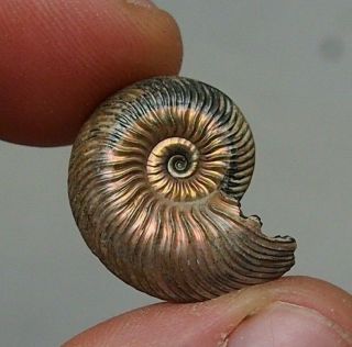 23mm Quenstedtoceras Pyrite Ammonite Fossils Callovian Fossilien Russia