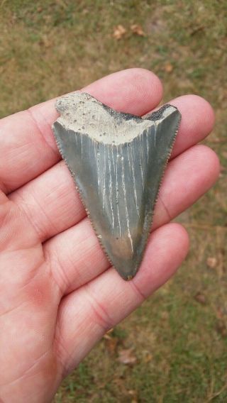Heartbreaker 2 7/16 " Fossil Great White Shark Tooth Found In Sc Not Megalodon.