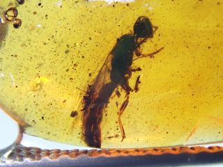 Burmese Amber Cretaceous Fossil Include Wasp