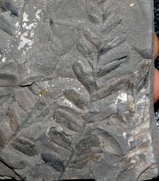 Very Well Preserved Fossil Neuropteris Fern