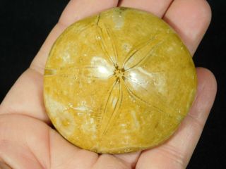 A 200 Million Year Old Polished Sand Dollar Fossil From Madagascar 84.  3gr E
