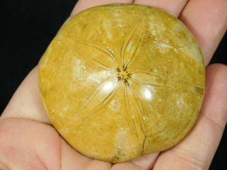 A 200 Million YEAR Old Polished Sand Dollar Fossil From Madagascar 84.  3gr e 2