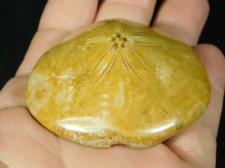 A 200 Million YEAR Old Polished Sand Dollar Fossil From Madagascar 84.  3gr e 3