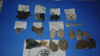 Assortment Of 9 Different Fossils (no Idea What I Have Here)