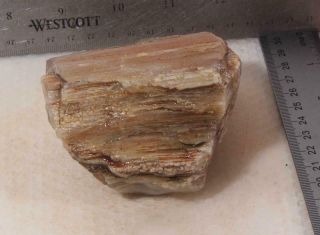 Oregon Fossil Limb Cast Specimen 1 lb 2 oz rough Botryoidal & Tubes 2