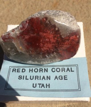 Petrified Red Horn Coral Utah,  Silurian Age Item 1