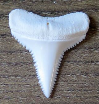 1.  270 " Lower Nature Modern Great White Shark Tooth (teeth)
