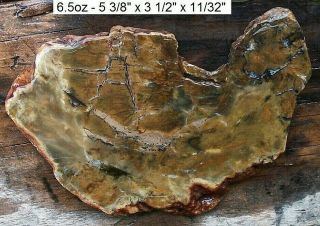 Western Idaho Rare Petrified Burl Wood Slab - Stunning