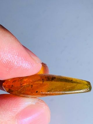 2.  45g adult cockroach Burmite Myanmar Burmese Amber insect fossil dinosaur age 3