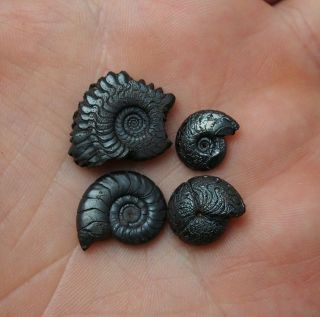 4x Goniatite 11 - 21mm Hematite Devonian Mineral Africa Fossil Ammoniten Fossilien