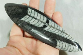 A Big Polished 400 Million Year Old Orthoceras Fossil From Morocco 114gr E