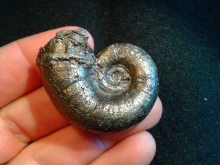 French Pyrite Ammonite - - Lytoceras Cornucopiae - - 42mm - - Jurassic