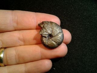 French Pyrite Ammonite - - Calliphylloceras Nilsonni - - 27mm - - Jurassic