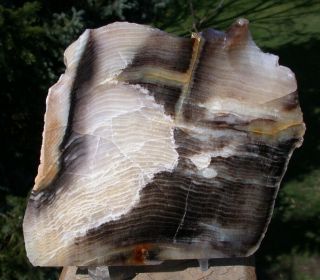 Sis: Rarely Seen Union County Oregon Petrified Wood Specimen - Very Opalized