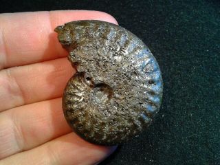 French Pyrite Ammonite - - Pseudolioceras Compactile - - 47mm - - Jurassic