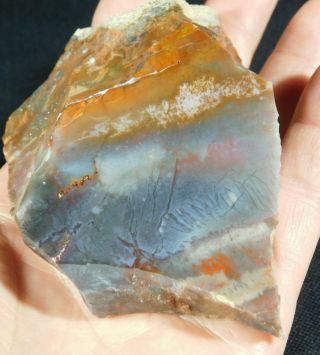 A 225 Million Year Old Polished Petrified Wood Fossil From Arizona 299gr E
