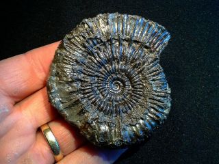 French Pyrite Ammonite - - Porpoceras Vorticellum - - 65mm - - Jurassic
