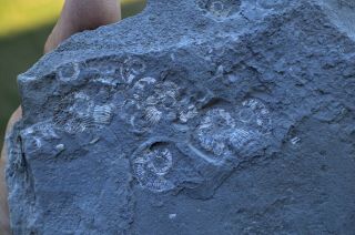 Small Heteromorph Ammonite Fossil Mortality Plate Aptian Bulgaria A42
