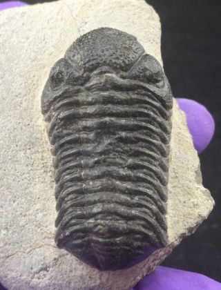 Detailed Acastid Trilobite Fossil From Morocco - Eye Lenses,
