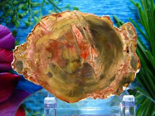 Petrified Wood Complete Round Slab W/bark Incredible Tangerine Green Yellow Pink