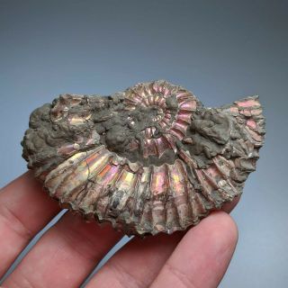 8 cm (3 in) Ammonite Simbirskites shell cretaceous Russia russian ammonit 2