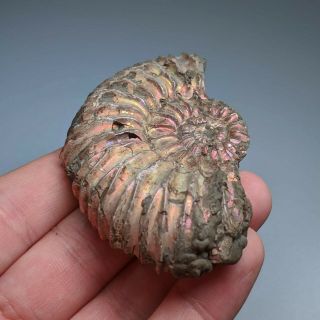 8 cm (3 in) Ammonite Simbirskites shell cretaceous Russia russian ammonit 3