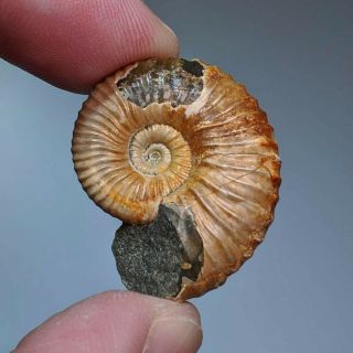 3 Cm (1,  2 In) Ammonite Acanthoplites Shell Cretaceous Russia Russian Ammonit