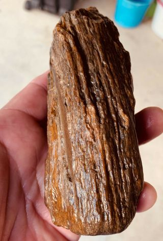Highly Agatized Texas Petrified Palm Wood Branch Naturally River Polished Gem