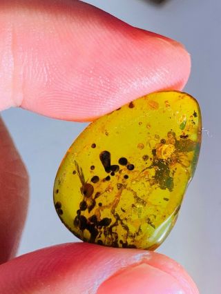 2 Mosquito&plant Spores Burmite Myanmar Burmese Amber Insect Fossil Dinosaur Age
