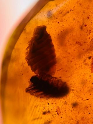 Uncommon Unknown Worms Burmite Myanmar Burmese Amber Insect Fossil Dinosaur Age