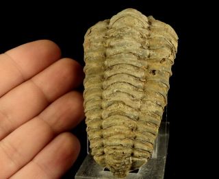 Ordovician Trilobite Flexicalymene Ouzregui Natural & Well Preserved /pa119