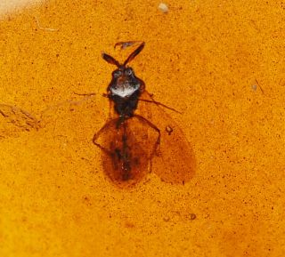 Burmese Amber,  Fossil Inclusion,  Unusual Insect