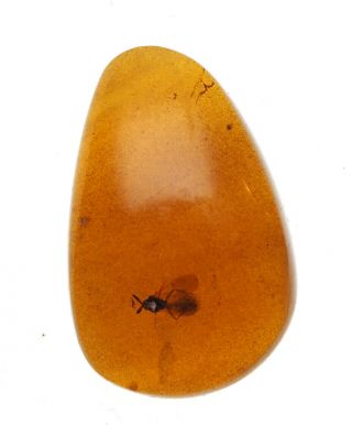 Burmese Amber,  Fossil Inclusion,  Unusual insect 2
