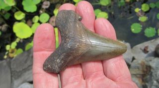 Fossil Angustiden Megalodon Shark Tooth Shark Tooth 3.  075 Inches