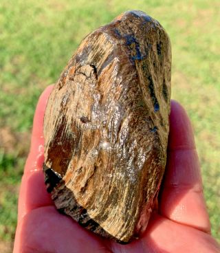Texas Petrified Palm Wood Agate Fossil Gem Jewerly Quality