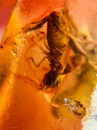 Unique Termite Larva Burmite Myanmar Burmese Amber Insect Fossil Dinosaur Age