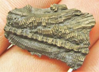 Uncommon Pyrite Crinoid 22mm Fossil Uk Jurassic Pentacrinites Fossilis Charmouth