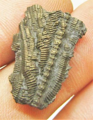 Uncommon pyrite crinoid 22mm fossil UK Jurassic Pentacrinites fossilis Charmouth 2