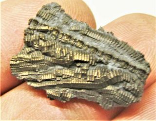 Uncommon pyrite crinoid 22mm fossil UK Jurassic Pentacrinites fossilis Charmouth 3