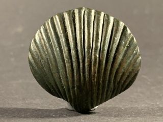 Museum Quality Ancient Early Roman Bronze Money Shell With Ribs Circa 500 - 300bce