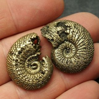 2x Quenstedtoceras 28 - 30mm Pyrite Ammonite Fossils Fossilien Russia Pendant