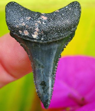 Sharp Venice Florida Fossil Great White Shark Tooth Not Megalodon Teeth Scuba