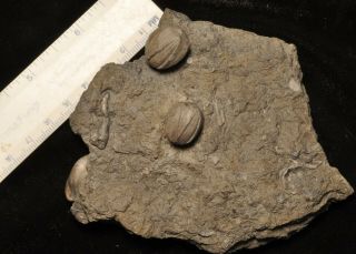 Fossil Blastoids - Pentremites Rusticus From Oklahoma