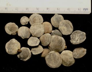 Fossil Brachiopods - Parmorthis Waldronensis From Indiana