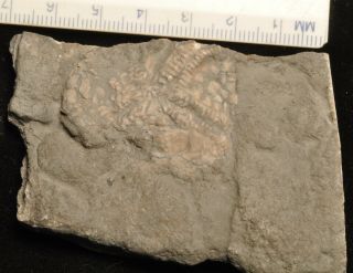 Fossil Edrioasteroid - Edriophus Levis From Ontario 3