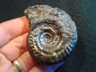 French Pyrite Ammonite - - Hildoceras Quadrata - - 63mm - - Jurassic