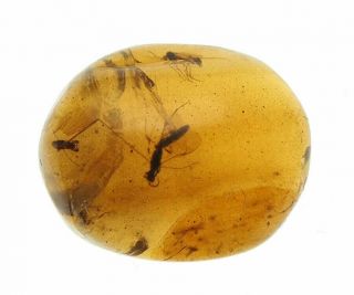 Burmese Amber,  Fossil Inclusion,  Winged Insect